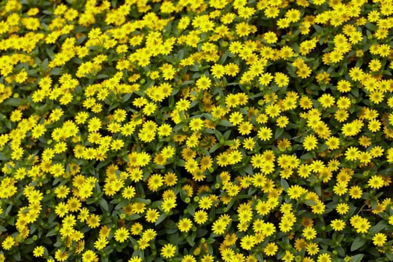 Mexikói kúszó zinnia Goldgelb - Heverő tömpevirág - Sanvitalia procumbens, Sanvitalia procumbens, virág
